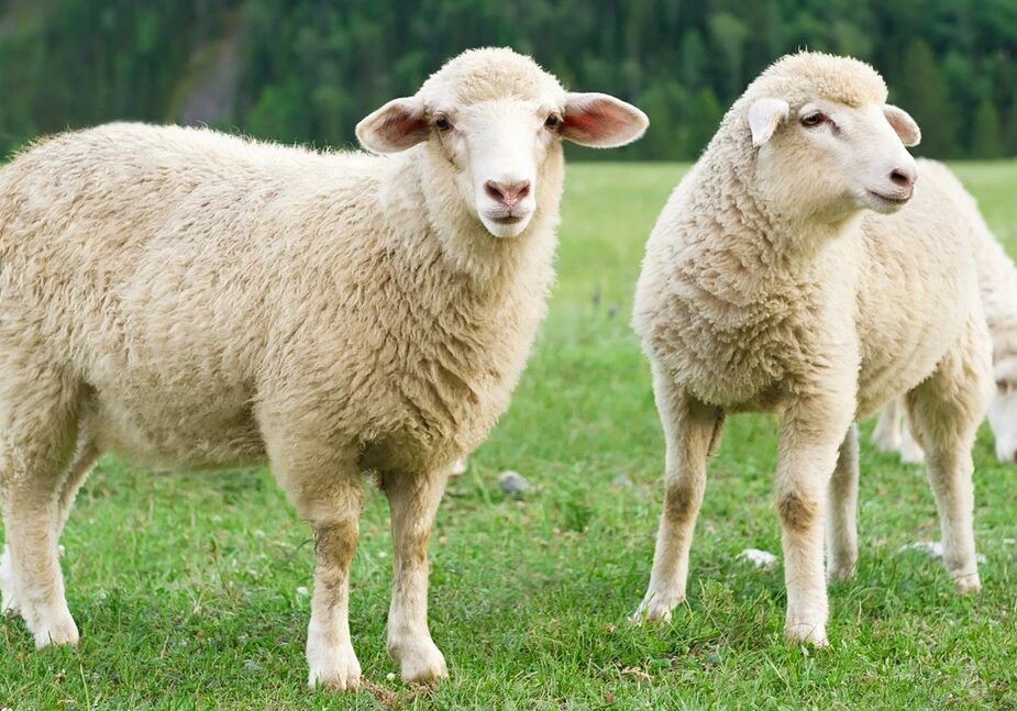 sheep 3