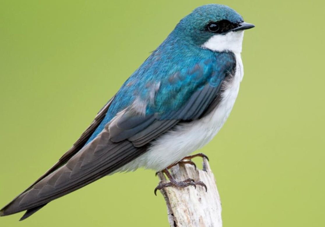 tree swallow 1