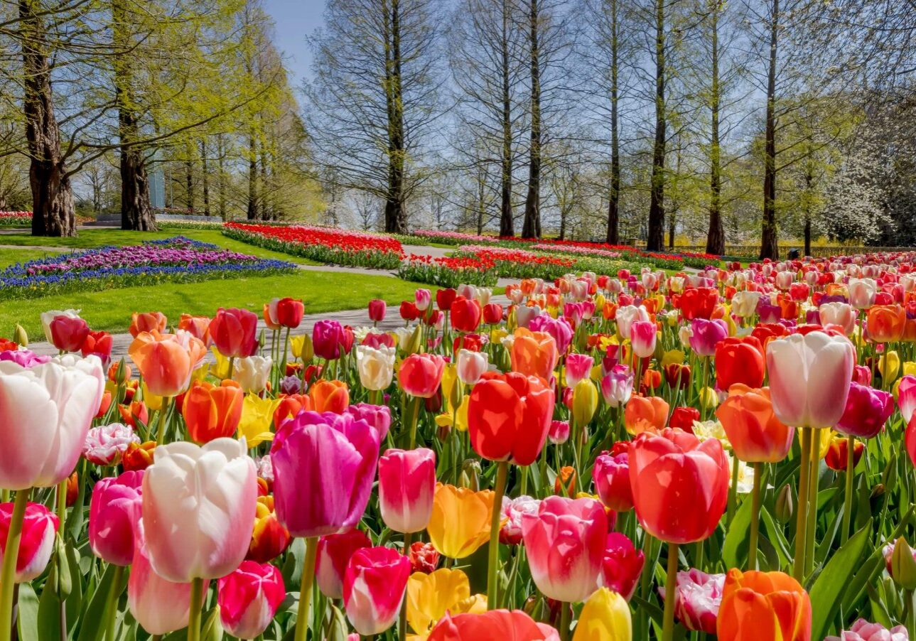 tulip 6