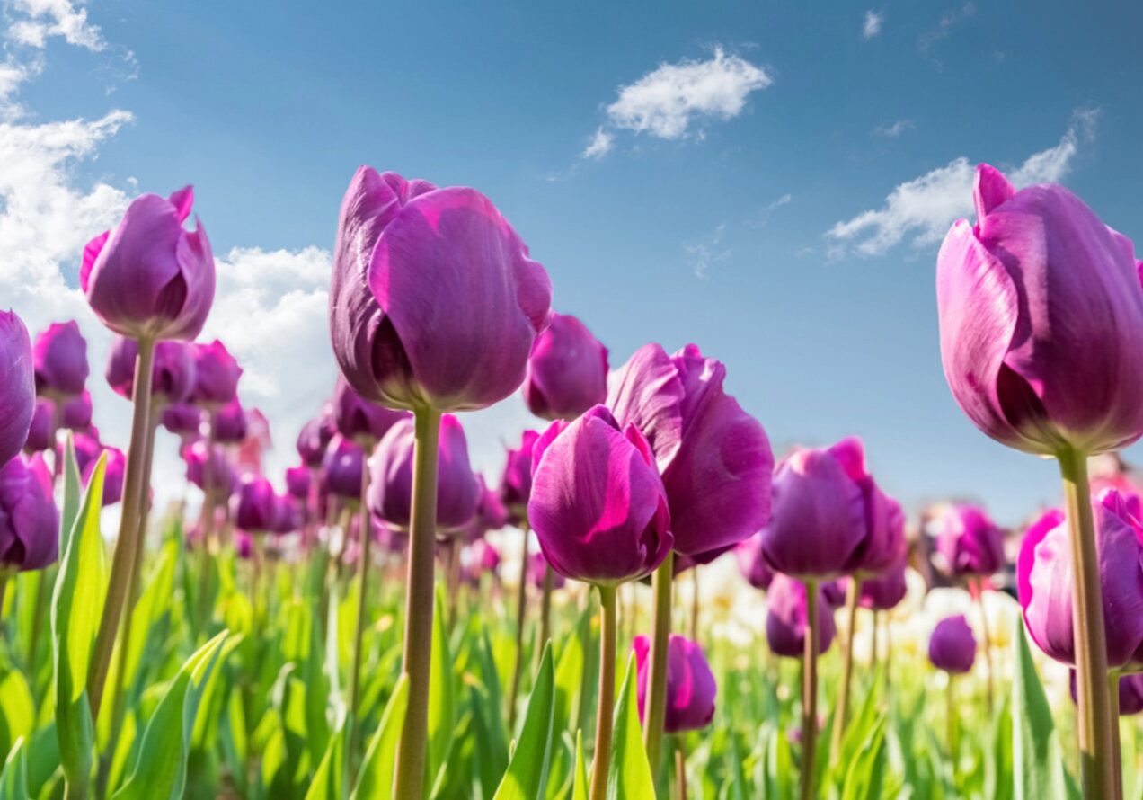 tulip 7