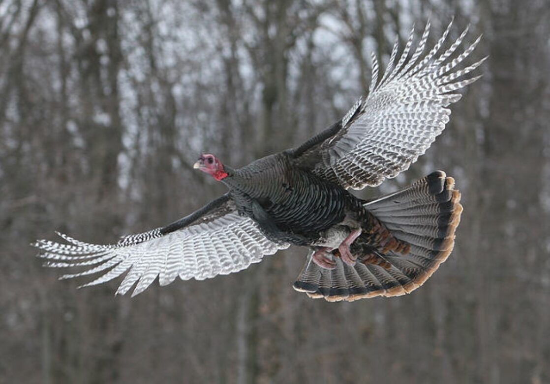 turkey 1 turkey 1
