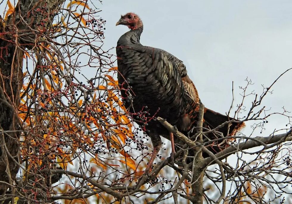 turkey 2 turkey 2