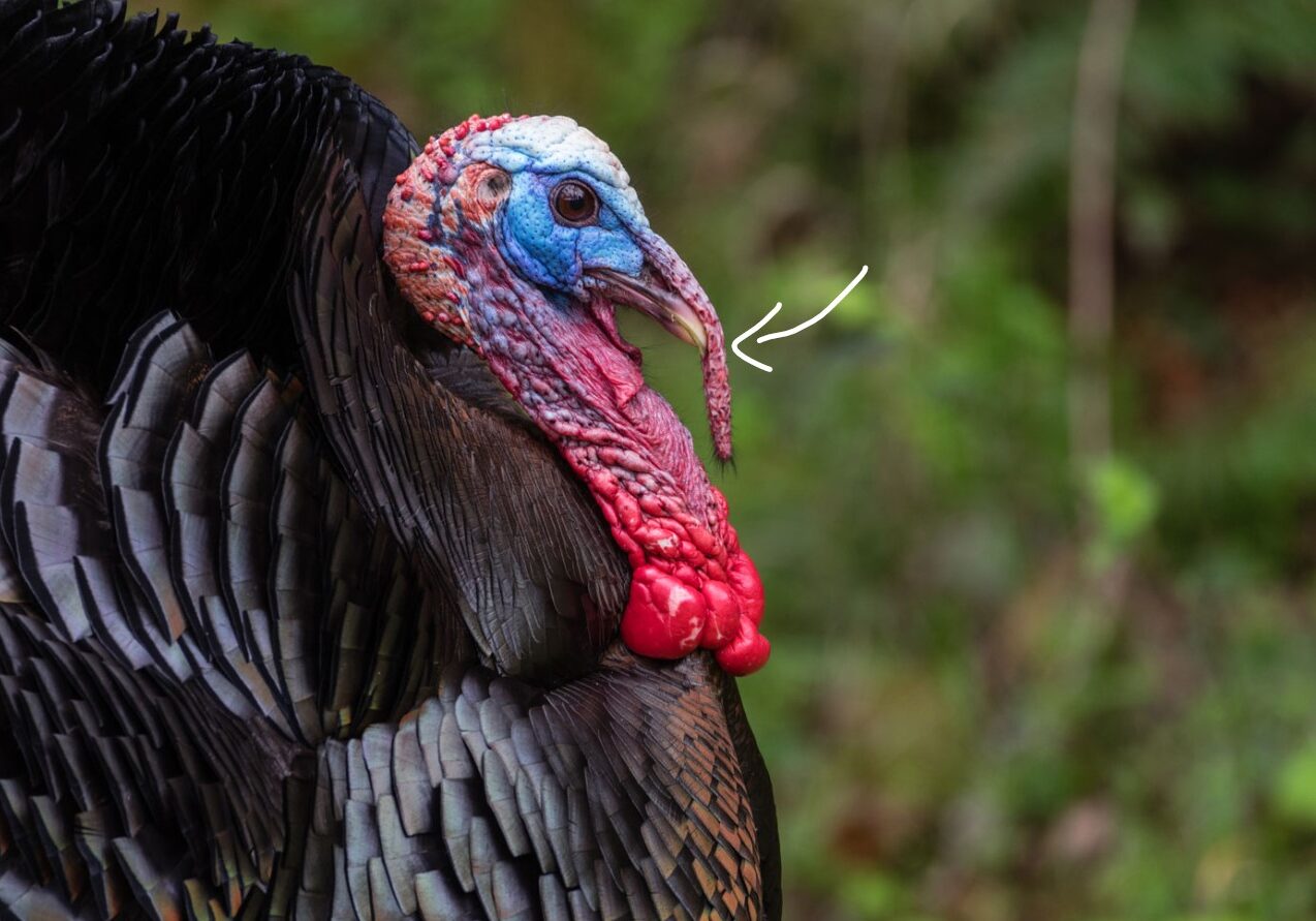 turkey 4 turkey 4