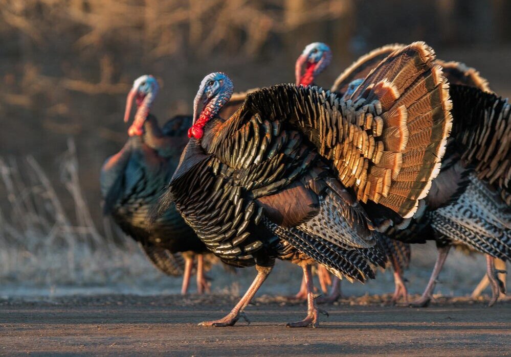turkey 5 turkey 5