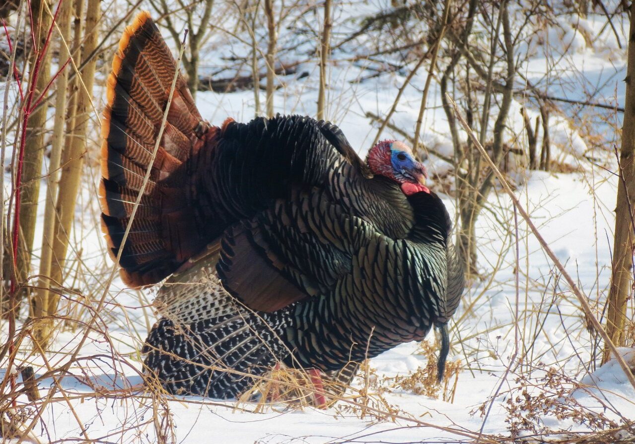 turkey 6 turkey 6
