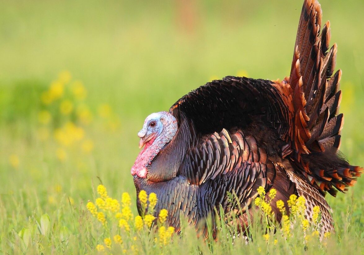 turkey 7. turkey 7.