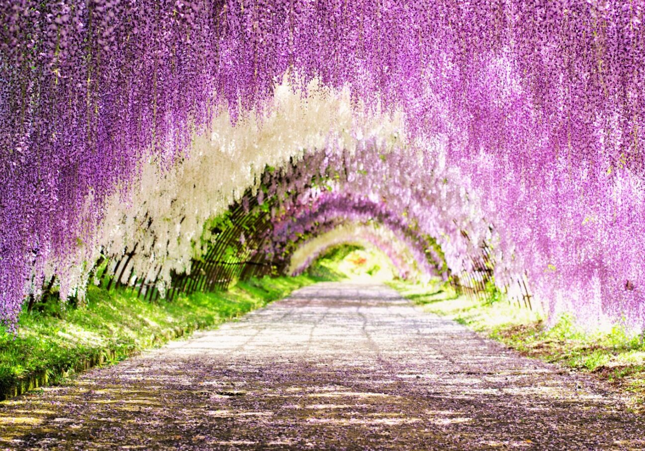 wistera 1
